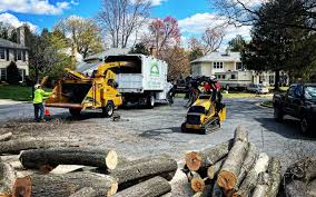 Best Root Management and Removal  in Coldspring, TX