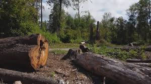 Best Tree Preservation Services  in Coldspring, TX