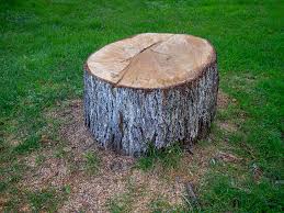 Best Storm Damage Tree Cleanup  in Coldspring, TX