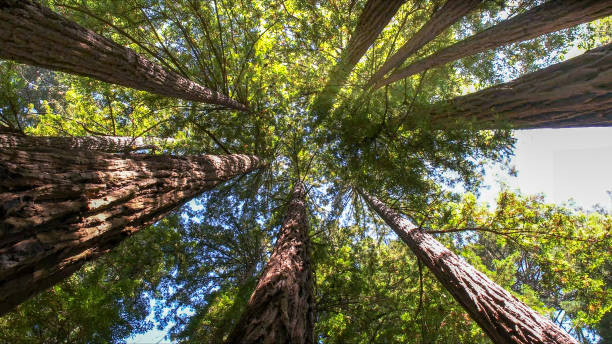 Best Hazardous Tree Removal  in Coldspring, TX