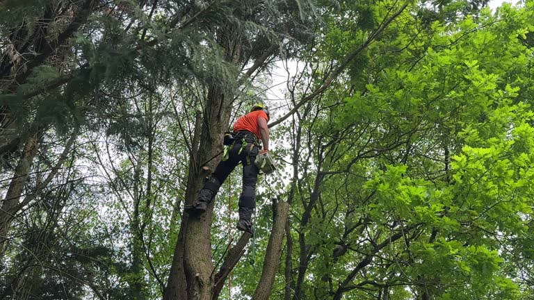Best Tree Risk Assessment  in Coldspring, TX