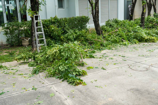 Professional Tree Services in Coldspring, TX