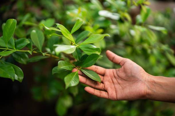 Best Fruit Tree Pruning  in Coldspring, TX