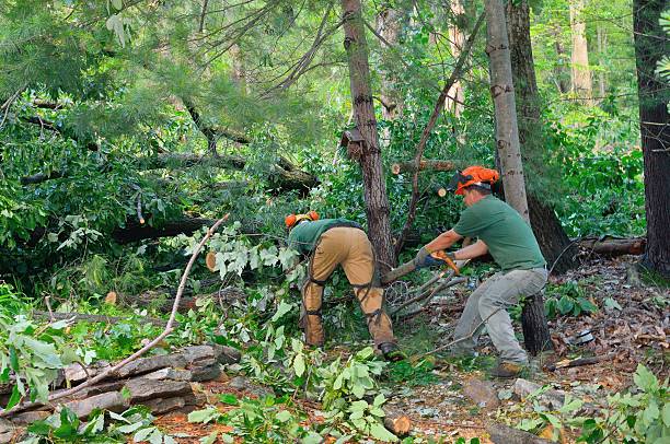 Best Landscape Design and Installation  in Coldspring, TX