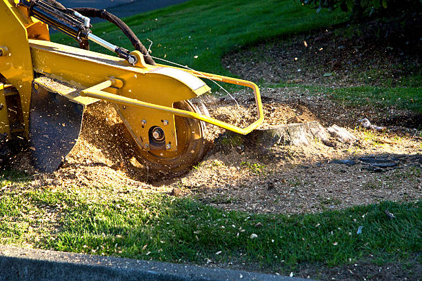 Best Leaf Removal  in Coldspring, TX